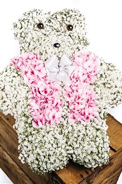 Teddy Bear Gypsophila &amp; Pink Hydrangea Tribute
