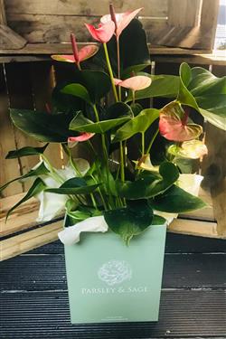 Pink Anthurium Plant